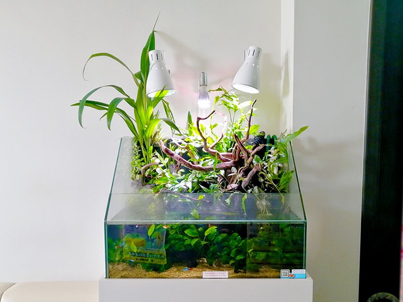 水槽のライトとは！水草用・観賞用・植物用など用途別に照明を解説