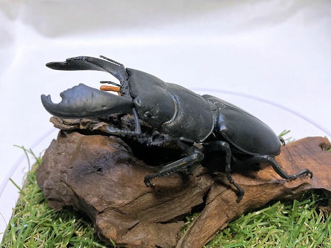 コロンビア産 本物アルレキンカブトムシ標本 12×16cm