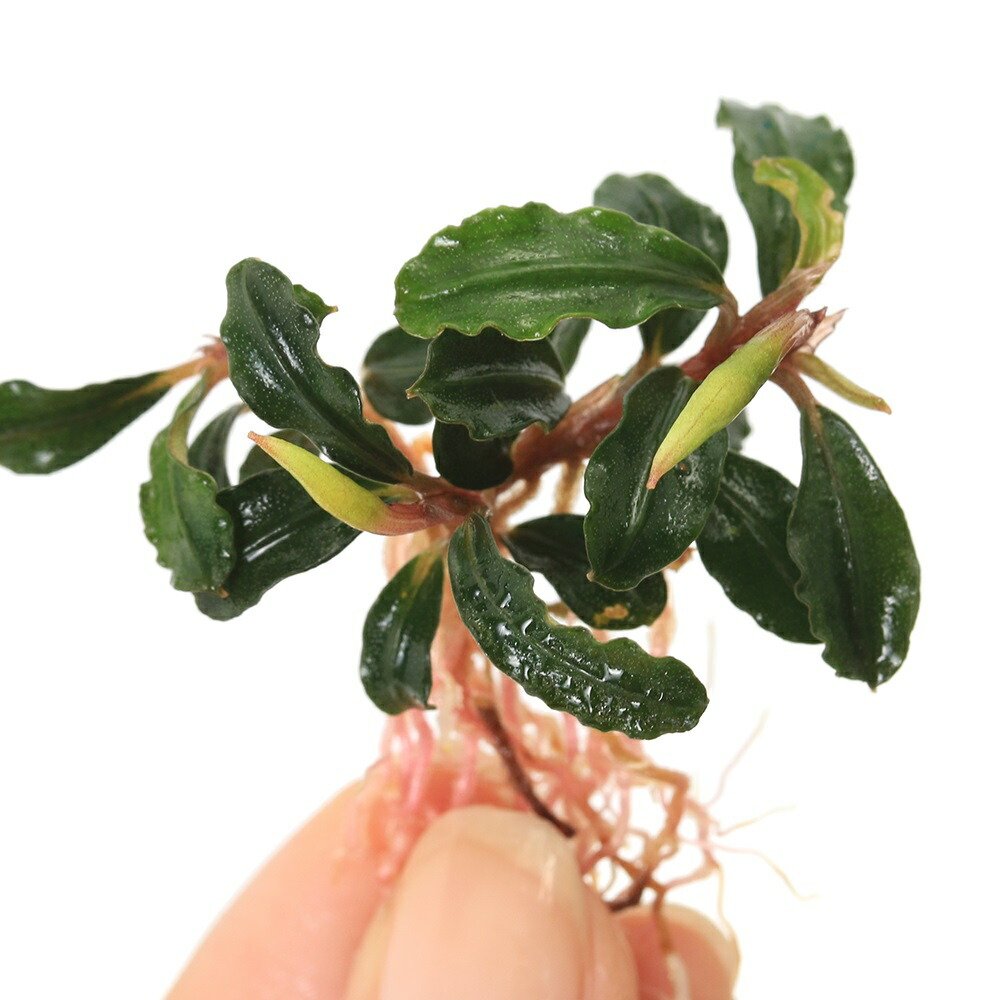 正規タグ付 HW便 Bucephalandra sp. Sintang-1G from Sintang 【HW0220