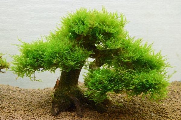 KBO 水景BONSAI（盆栽流木）を使って簡単に本格的な流木レイアウトを