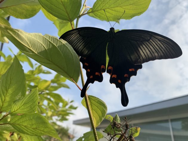 夏の訪問者🦋 | 軽井沢千住博美術館