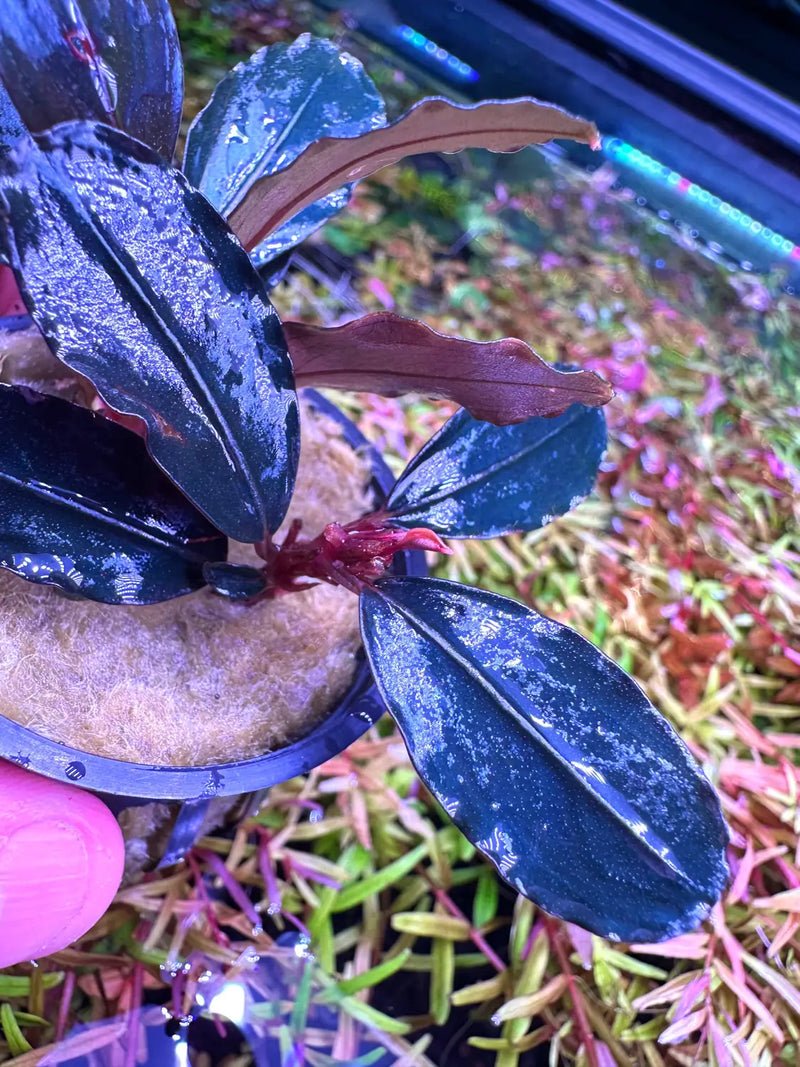 Bucephalandra sp. “Theia Blue” Bucephalandra Theia Potted for Easy
