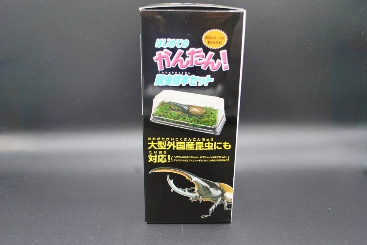 海外 クワガタ 標本 セット シーラ箱入り 【公式通販】