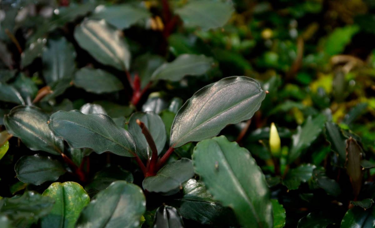 Bucephalandra sp.Ghost kalimantan 【公式通販】