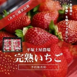 予約販売】平塚土屋農場 完熟いちご 【ギフト用スタンダードサイズ9