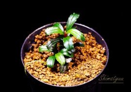 一点物 Bucephalandra sp. Super Blue Red Steam 2020.7 No.62 | 水草