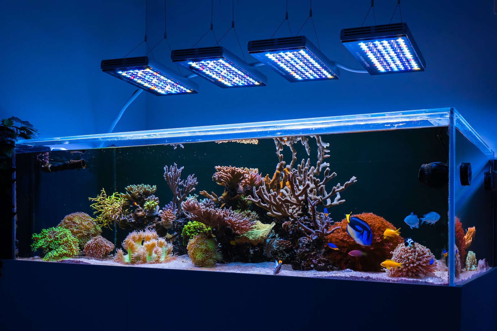 LEDライト ブラックボックス 水槽照明 海水魚 サンゴ育成 2台 珊瑚水槽