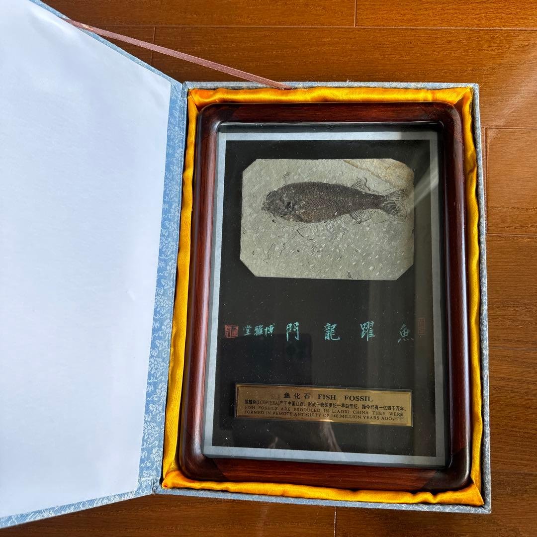 額装　魚の化石（Lophocephalus）約4千万年前 中国産 中国の科学者が4億1千万年前の「巨大西屯魚」を発見 (3)--人民網日本語