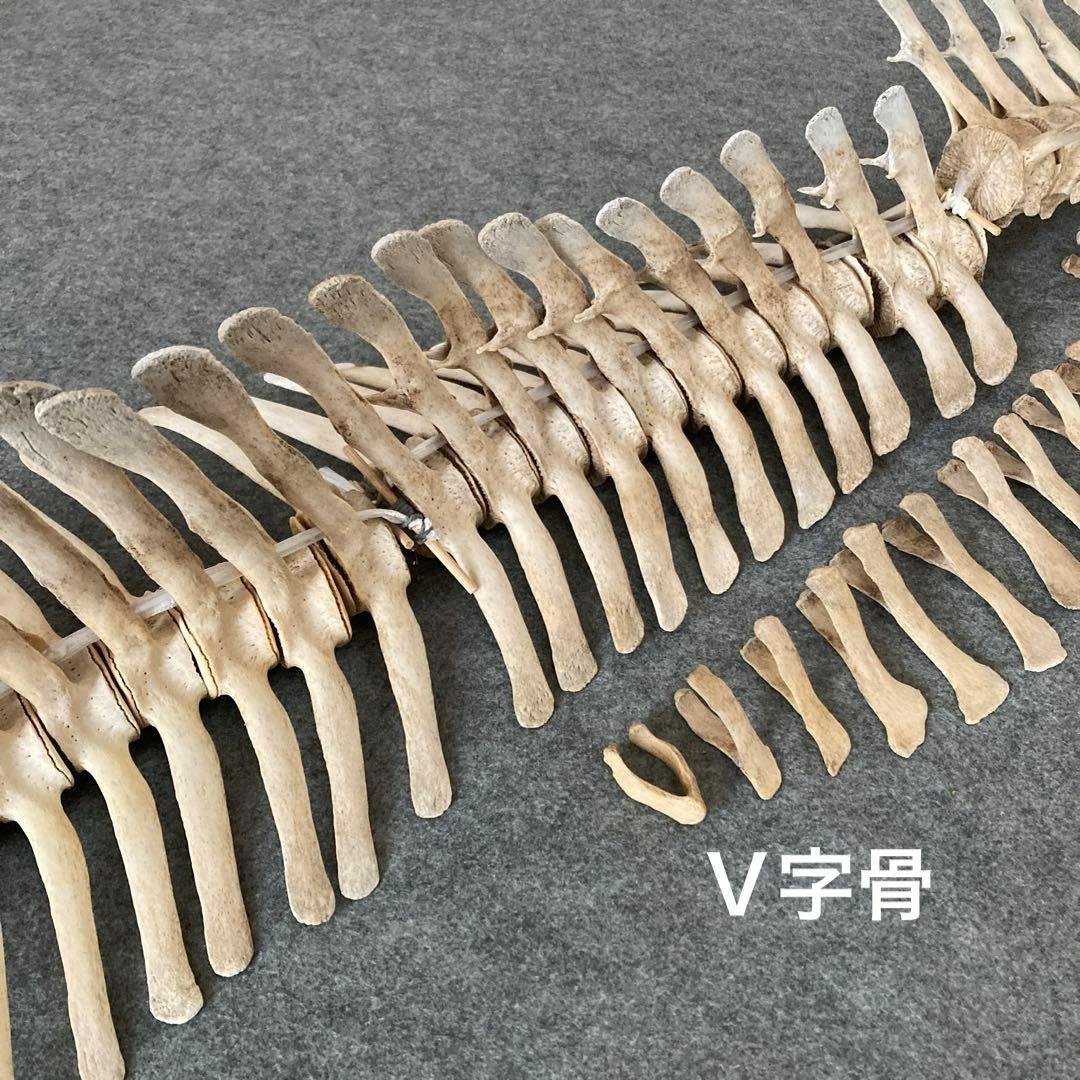 イルカの骨 骨格標本 - メルカリ