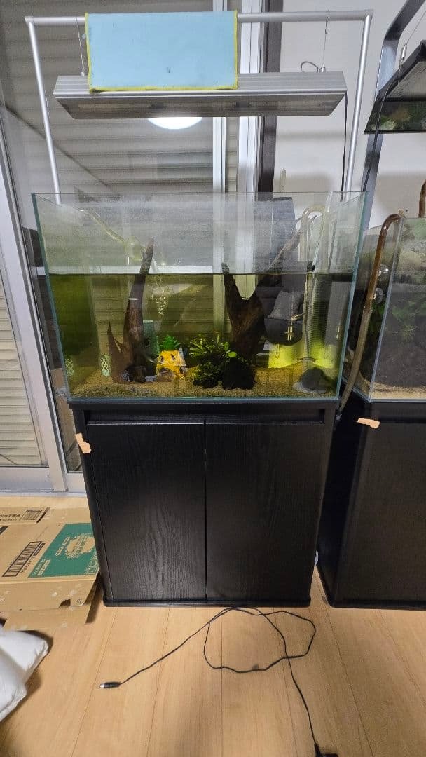 60cmハイタイプ　水槽セット　コイ。 60cmハイタイプ 水槽セット コイ。 60cmハイタイプ 水槽セット コイ