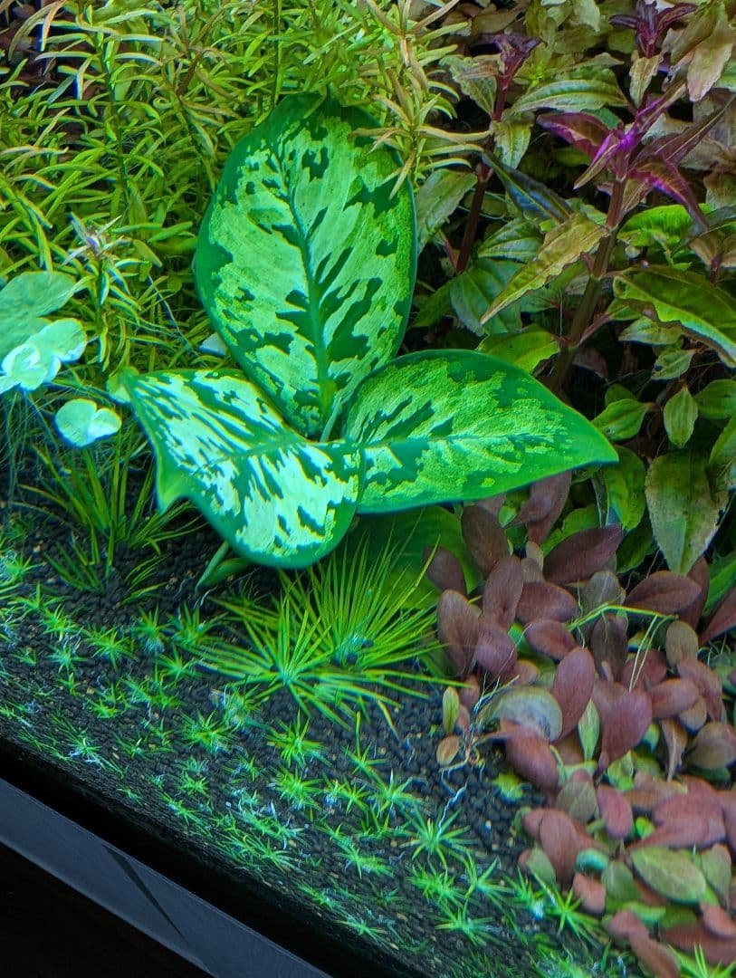 メルカリ便　カモフラージュ水草水中葉1株 カモフラージュ水草水中葉1株｜Yahoo!フリマ（旧PayPayフリマ）