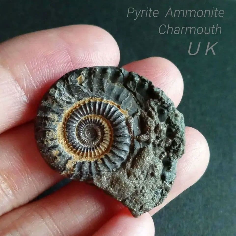 化石標本　アンモナイト　32mm　英国産 化石標本 アンモナイト 32mm 英国産 イギリス産化石 | KASEKIYA